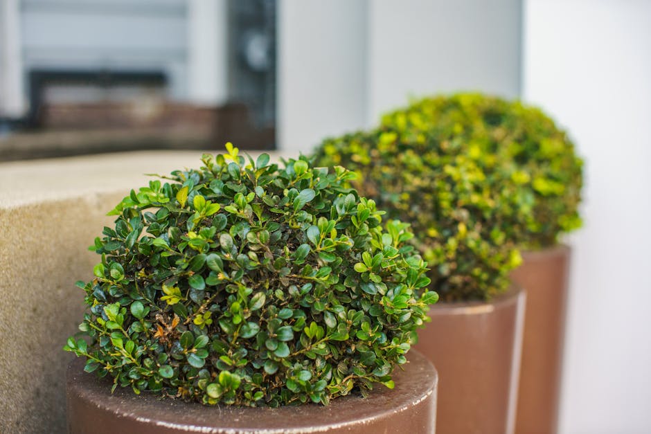 Lush green shrub in modern planter, ideal for urban garden or landscaping design.